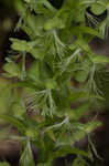 Green fringed orchid